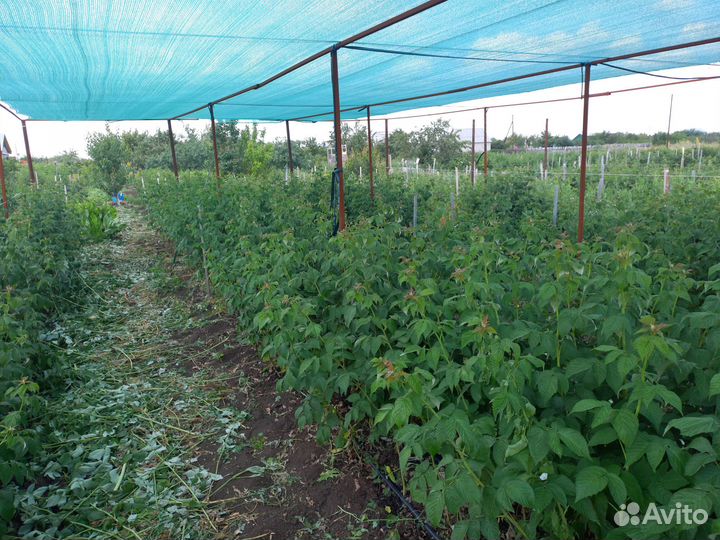 Сортовые саженцы малины