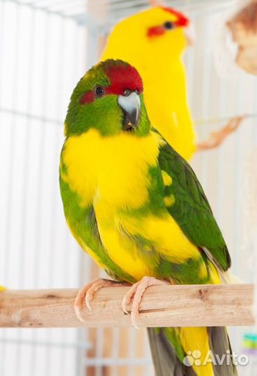 Какарик лучшие птенцы для Вас