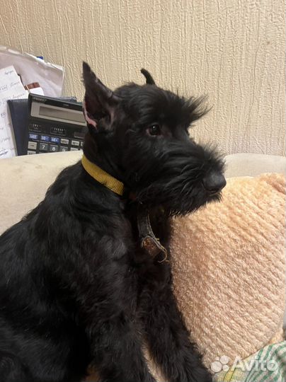 Щенок ризеншнауцера