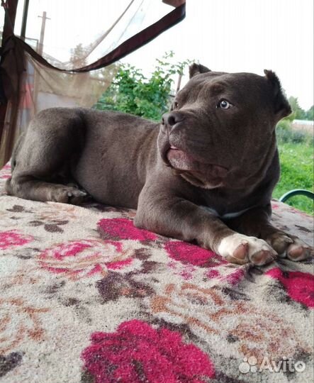 Американский булли экзот