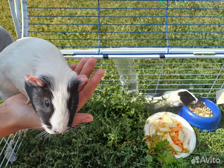 Клетка с морскими свинками+лежагкм.корм сено.витам