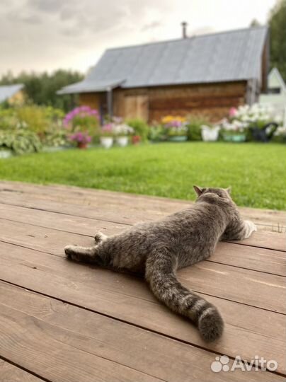 Шотландская кошка