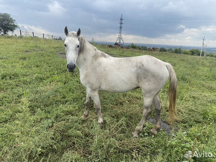 Кобыла, жеребец