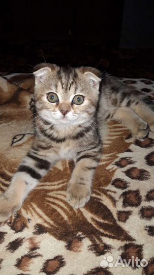 Шотланские котята