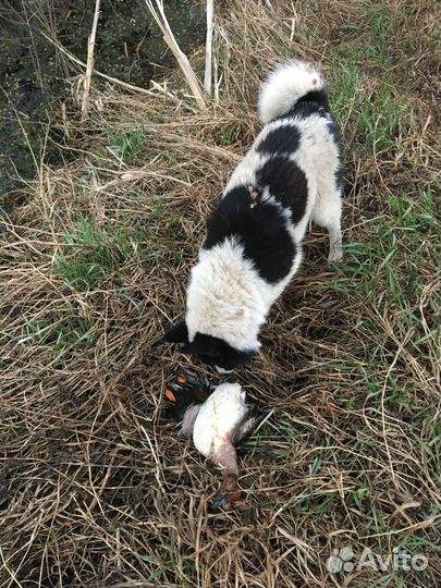 Русско европейская лайка