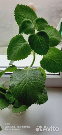 Комнатная мята