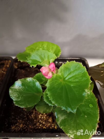 Бегония вечноцветущая