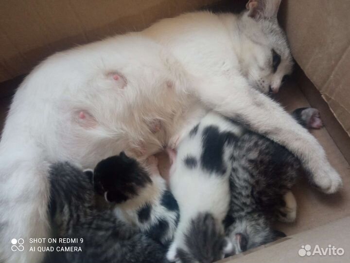 Котята в добрые руки