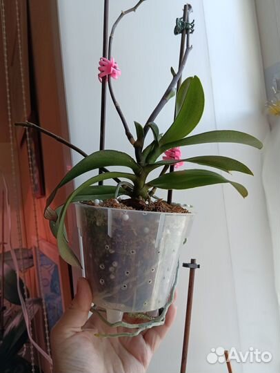 Орхидея фаленопсис Добавляю