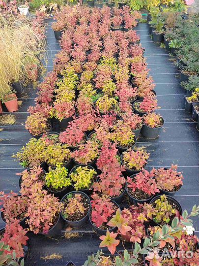 Спирея оптом