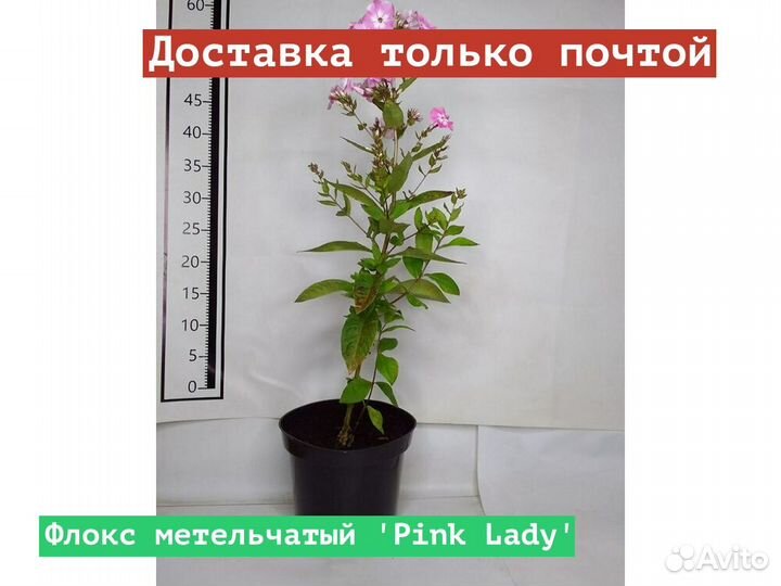 Флокс метельчатый Pink Lady