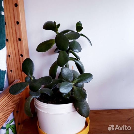 Суккуленты по 100