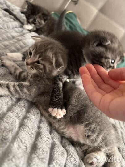 Шотландские котята