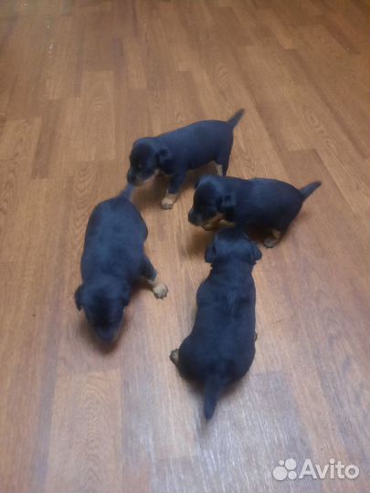 Продам щенков Ягдтерьера