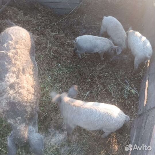 Свиноматки мангалица и поросята