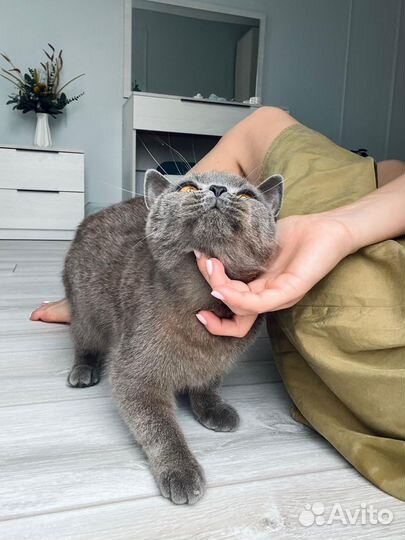 Кошка британка