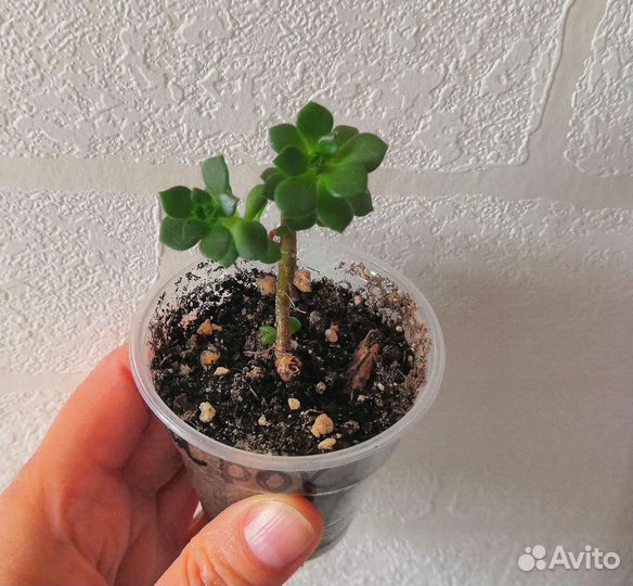 Суккуленты