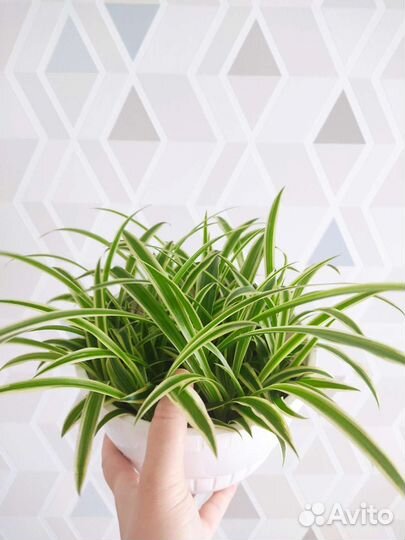 Хлорофитум