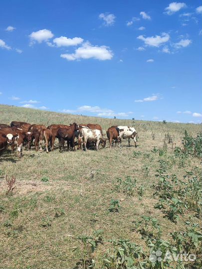 Телята бычки и тёлки