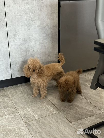 Щенки той пуделя