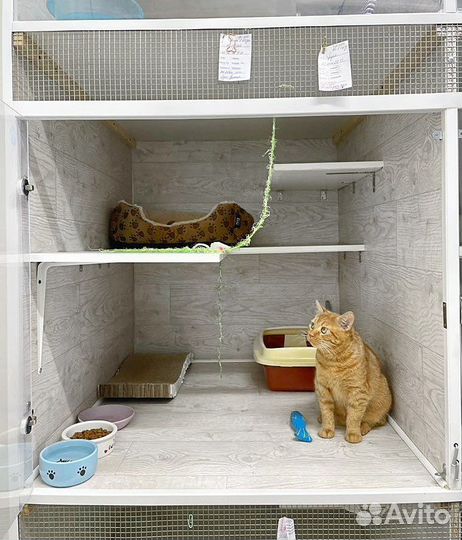 Зоогостиница/Передержка животных