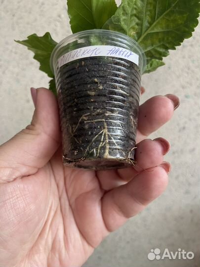 Гибискус китайская роза