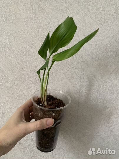 Стрелиция регина королевская детки