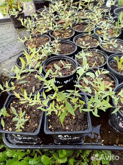 Многолетние растения для сада