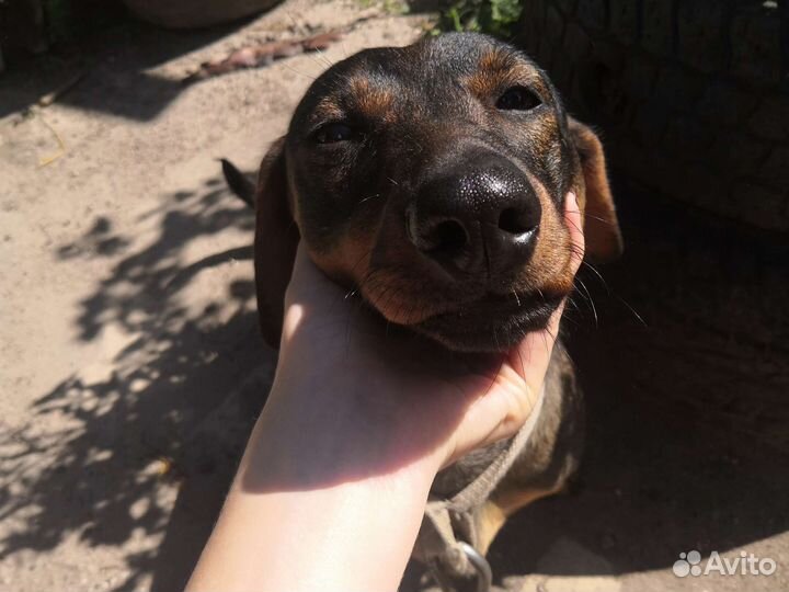 Крупная такса