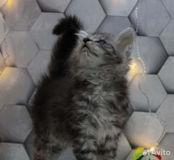 Котята мейн-кун
