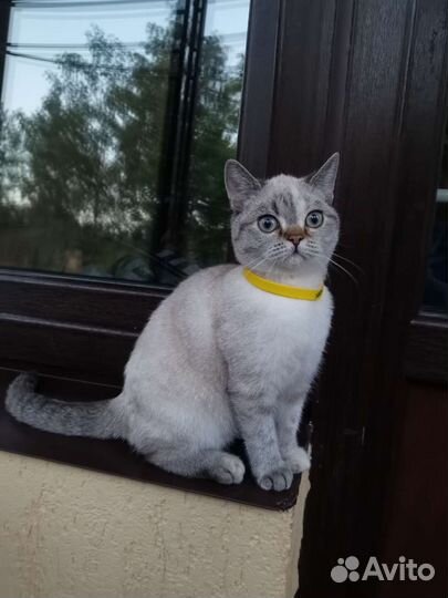 Шотландские, Британские котята, кошечки и котики