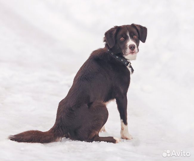 Собака в добрые руки