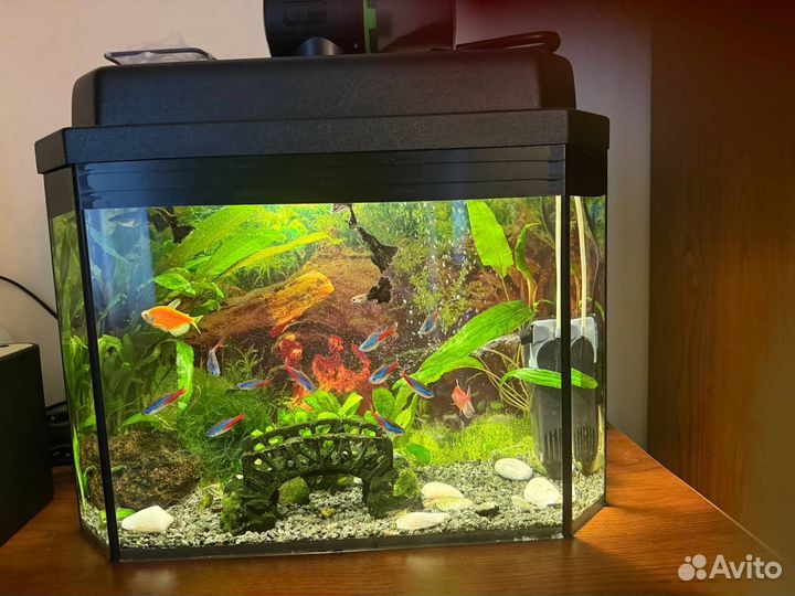 Аквариум с рыбами