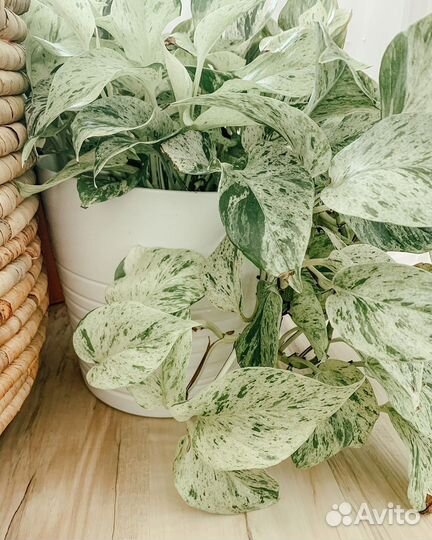 Сциндапсусы - эпипремнумы