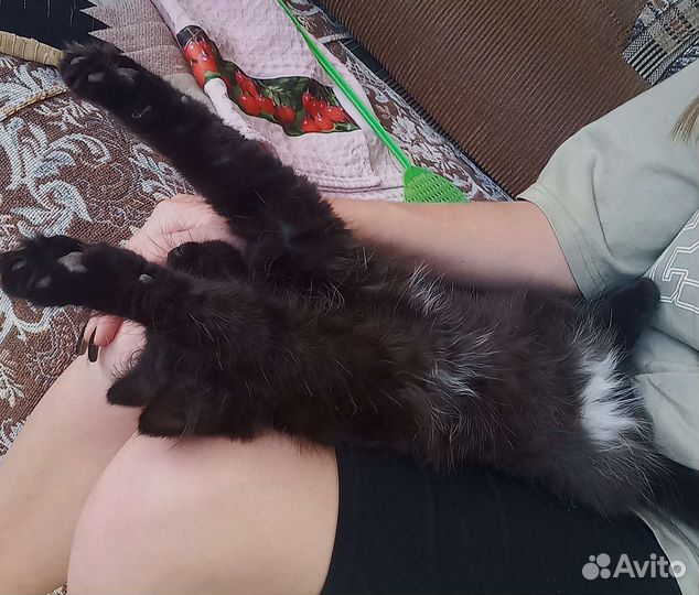 Котёнок в добрые руки