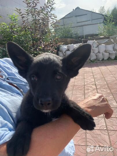 Щенки ищут дом