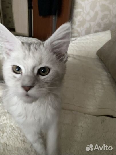 Мейн-кун продам