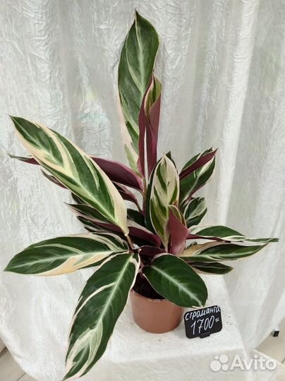 Строманта триколор