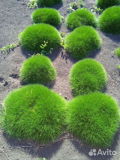 Альпийский ежик