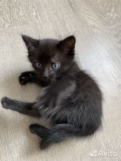 Котята в добрые руки бесплатно