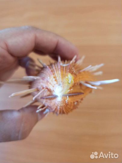 Морская раковина