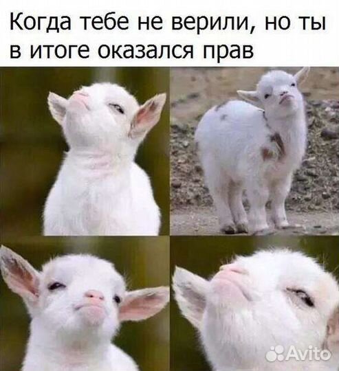 Ягнята Дорпер(30) +Суффолк(70) Линяют