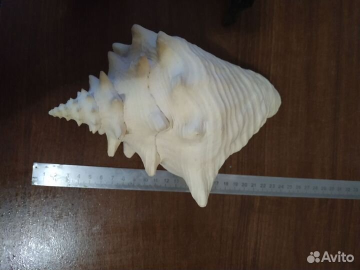 Ракушка+ коряги