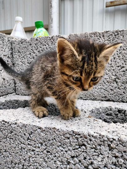 Кошка в дар