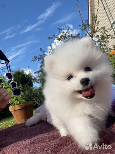 Белый померанский шпиц