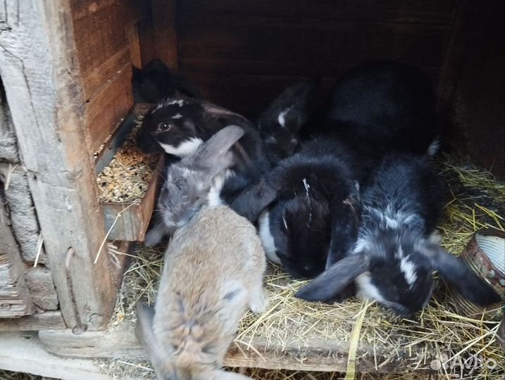 Кролики породы французский баран, фландеры