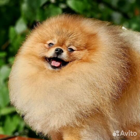 Померанский шпиц тип мишка мини