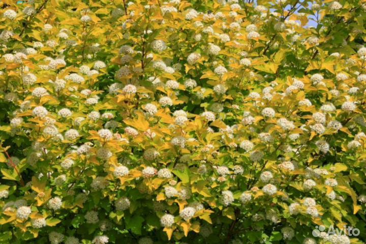 Пузыреплодник Ауреа