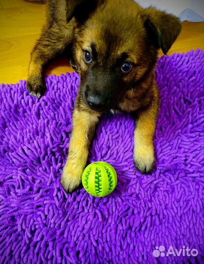 Щенок в добрые руки