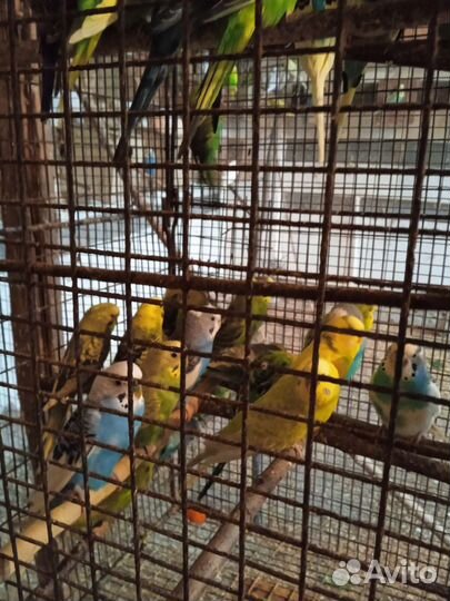 Волнистый попугай